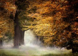 Zamglony jesienny las liściasty