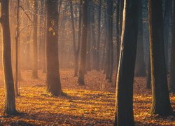 Zamglony jesienny las w słonecznym blasku