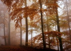 Jesień, Mgła, Las, Drzewa, Liście