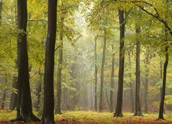 Las, Drzewa, Mgła, Ścieżka