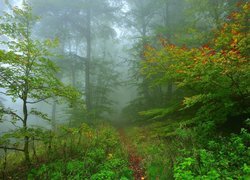 Zamglony las w Kraju Basków