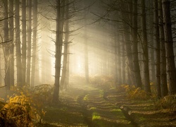 Anglia, Hrabstwo Warwickshire, Las, Mgła, Przebijające światło, Droga