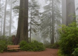 Zamglony las w Parku Narodowym Redwood w Kalifornii