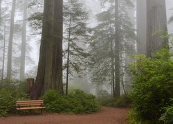 Stany Zjednoczone, Stan Kalifornia, Park Narodowy Redwood, Mgła, Droga, Ławka, Drzewa, Sekwoje