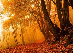 Jesień, Drzewa, Las, Liście, Mgła