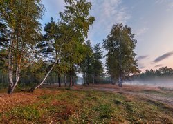 Poranek, Mgła, Drzewa, Brzozy, Las, Jesień