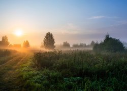 Zamglony poranek nad łąkami