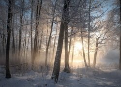 Zamglony poranek w zimowym lesie