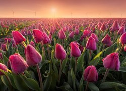 Zamglony wschód słońca nad plantacją tulipanów