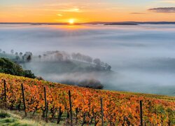 Zamglony wschód słońca nad winnicami w Eifel