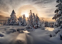 Zamglony wschód słońca nad zasypanymi śniegiem drzewami