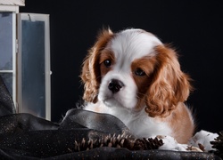 Zamyślony cavalier king charles spaniel przy oknie