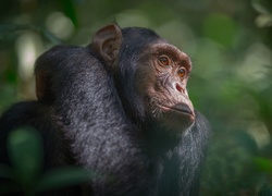 Zamyślony szympans
