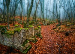 Zaniedbany stary cmentarz w jesiennym lesie