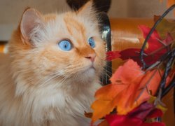 Zapatrzony niebieskooki kot obok liści