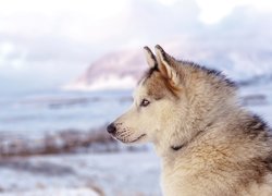 Zima, Pies, Siberian husky, Profil, Głowa, Rozmyte Tło