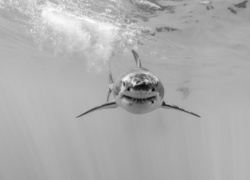 Żarłacz biały pod wodą