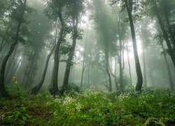 Las, Drzewa, Zieleń, Zarośla, Mgła