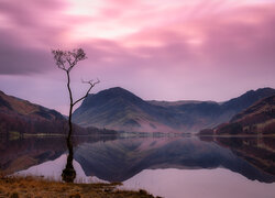 Zaróżowione niebo nad drzewem w jeziorze Buttermere