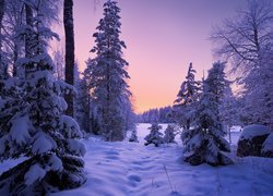 Zima, Las, Ośnieżone, Gałęzie, Drzewa, Śnieg