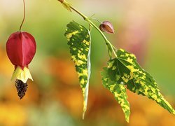 Kwiat, Liście, Zaślaz płożący, Abutilon