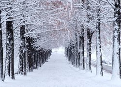 Zima, Ośnieżone, Drzewa, Śnieg, Droga, Ścieżka