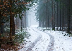 Zima, Las, Drzewa, Droga, Śnieg, Mgła