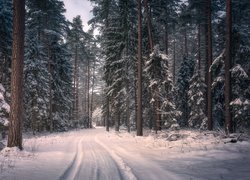 Polska, Podlasie, Puszcza Knyszyńska, Zima, Las, Drzewa, Droga