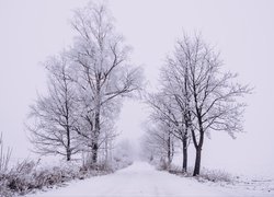 Zima, Śnieg, Drzewa, Droga