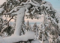 Zaśnieżone, Drzewa, Zima, Śnieg