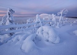 Zima, Śnieg, Drzewa, Ogrodzenie, Wzgórze, Rezerwat Valtavaara, Laponia, Finlandia