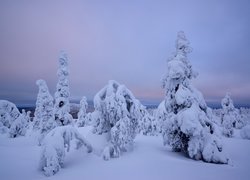 Zima, Śnieg, Ośnieżone, Pochylone, Drzewa