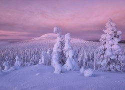 Zaśnieżone drzewa i wzgórza w Finlandii