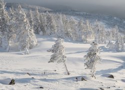 Zaśnieżone drzewa i zamglone góry w oddali