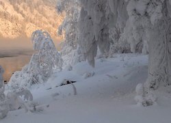 Jezioro, Mgła, Las, Drzewa, Zima