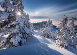 Zima, Śnieg, Zaśnieżone, Drzewa, Las, Góry, Promienie słońca, Niebo