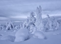 Wzgórza, Ośnieżone, Drzewa, Zima