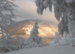 Zima, Las, Drzewa, Jezioro, Mgła