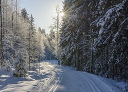 Zaśnieżone drzewa po obu stronach drogi