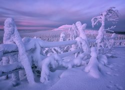 Zima, Zaśnieżone, Drzewa, Ogrodzenie, Wzgórze, Rezerwat Valtavaara, Laponia, Finlandia