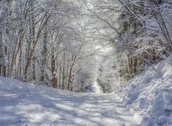 Ośnieżone, Drzewa, Las, Zima, Droga