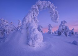 Zima, Śnieg, Zaśnieżone, Drzewa