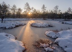 Zaśnieżone, Bagno, Trawy, Drzewa, Promienie słońca