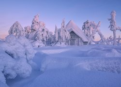 Zima, Drzewa, Dom, Laponia, Finlandia
