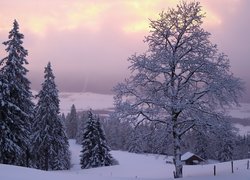 Zima, Śnieg, Drzewa, Świerki, Domek, Neuchatel, Szwajcaria