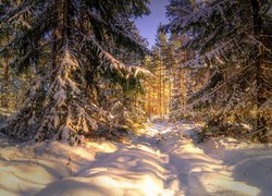 Śnieg, Zima, Las, Słoneczny, Dzień, Drzewa, Świerki
