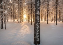 Zima, Śnieg, Las, Ośnieżone, Drzewa, Promienie słońca
