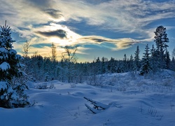 Zima, Śnieg, Wieczór, Drzewa