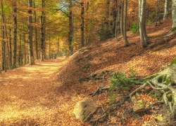 Zasypana liśćmi droga w jesiennym lesie