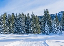 Zima, Las, Droga, Śnieg, Ośnieżone, Drzewa